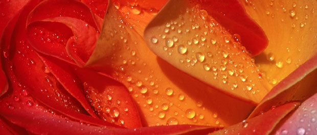 wedding flower close-up