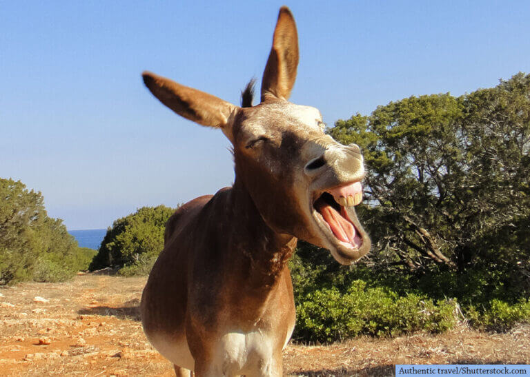 donkey - Authentic travel/Shutterstock.com