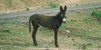 donkey