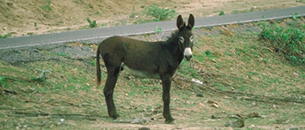 donkey