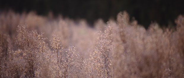 field growth