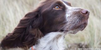 dog at attention - photo by Bianca Suri on Unsplash