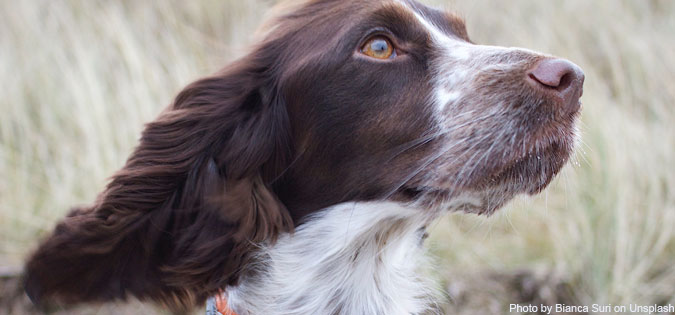 dog at attention - photo by Bianca Suri on Unsplash