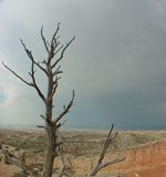 desert tree