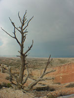 desert tree