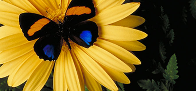 butterfly on flower