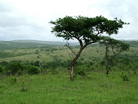 tree in Africa