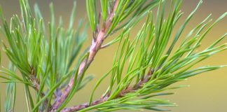 Advent wreath or tree branch