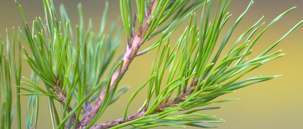 Advent wreath or tree branch