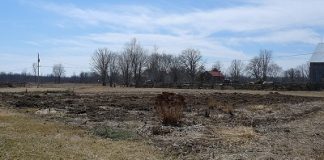 dormant garden in spring