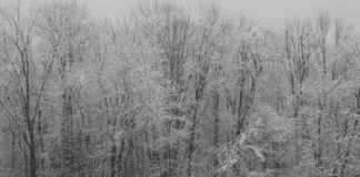 snow on trees