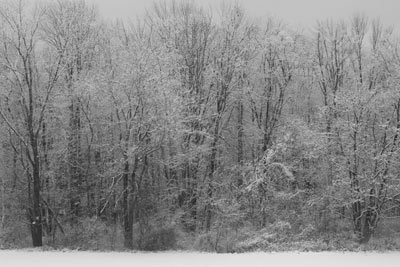 snow on trees