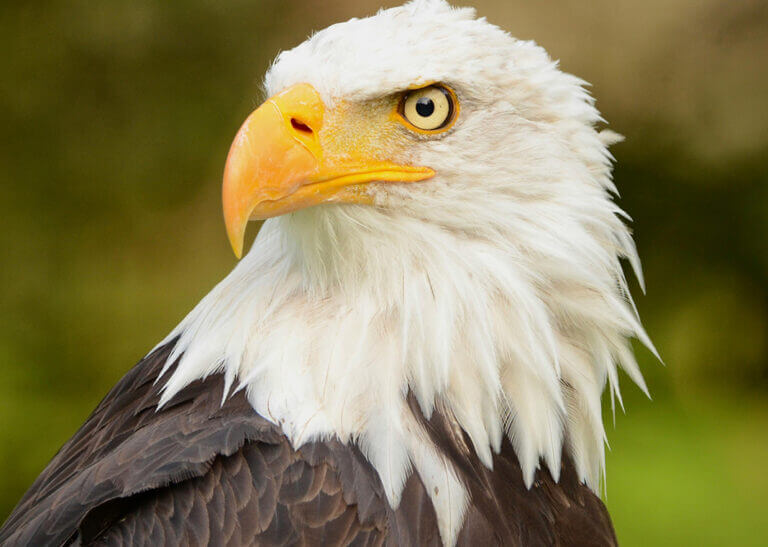 eagle - photo by Leon Aschemann on Pexels.com