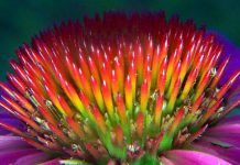echinacea close-up