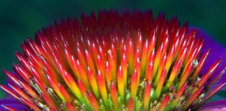 echinacea close-up