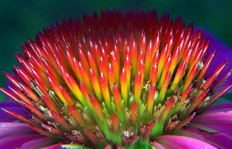 echinacea close-up