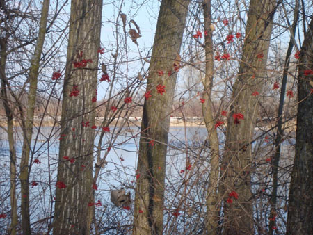 winter trees and snow