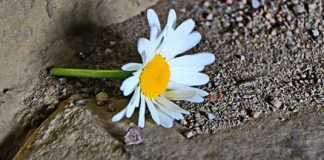 flower on the beach