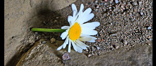 flower on the beach