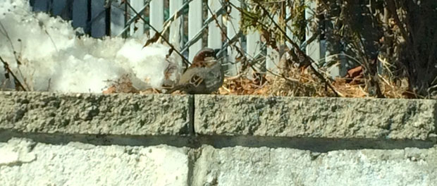 sparrow on wall