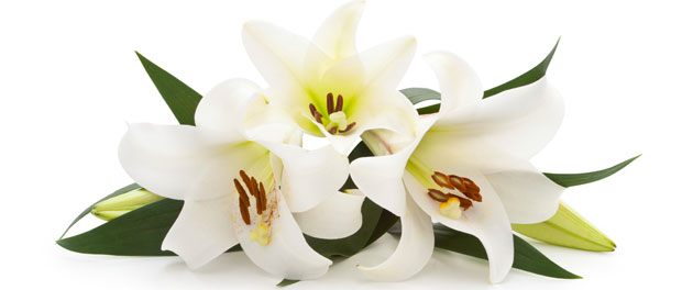 Easter lilies