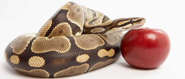 snake and apple