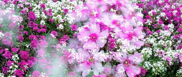 flowers flowers