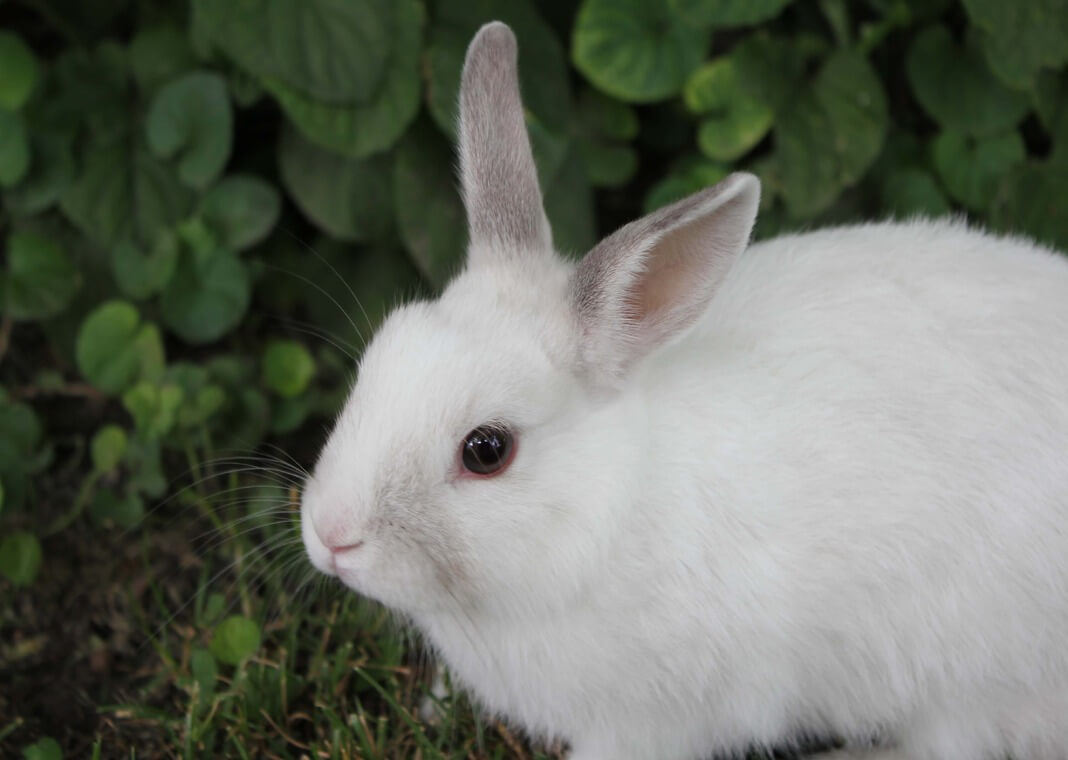 white rabbit - photo by Marko Milivojevic on Pixnio