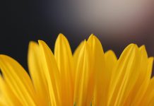 yellow flower petals suggesting optimism - photo by Sandy Millar on Unsplash