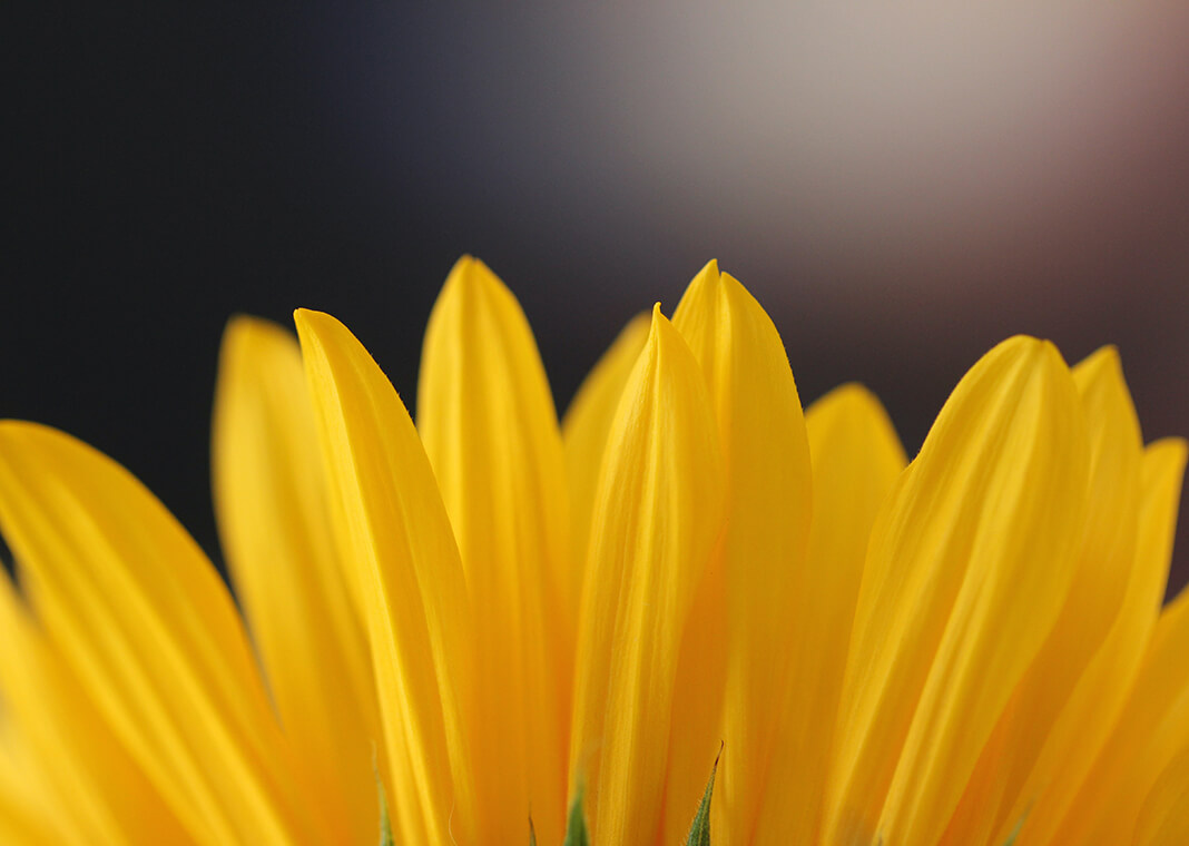 yellow flower petals suggesting optimism - photo by Sandy Millar on Unsplash