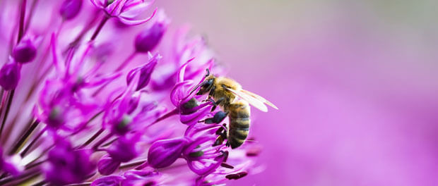 bee on flower