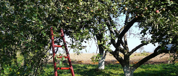 apple orchard