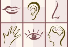 five senses and brain