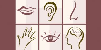 five senses and brain