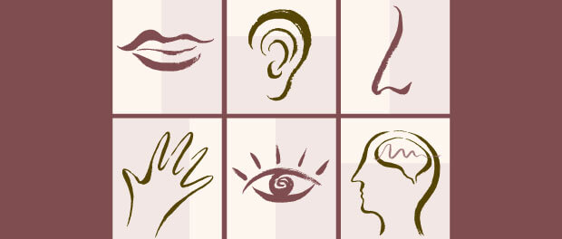 five senses and brain