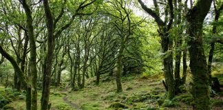 forest - photo by Marc Pell on Unsplash