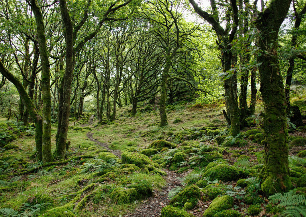 forest - photo by Marc Pell on Unsplash