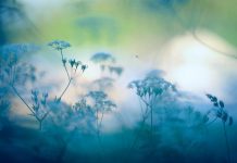 soft focus blue summer flowers - Eerik/iStock/Getty Images