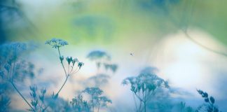 soft focus blue summer flowers - Eerik/iStock/Getty Images