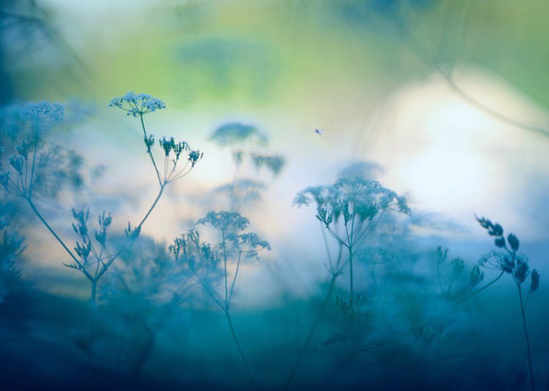 soft focus blue summer flowers - Eerik/iStock/Getty Images