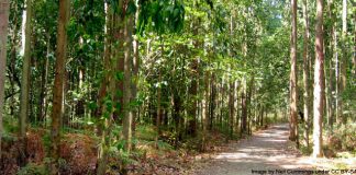 eucalyptus forest on el Camino de Santiago - image by Neil Cummings under CC BY-SA 2.0