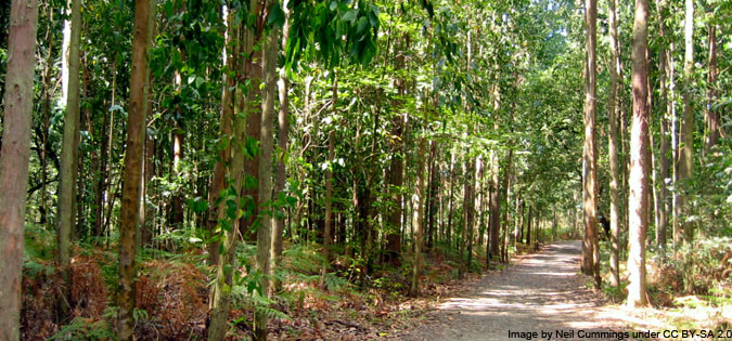 eucalyptus forest on el Camino de Santiago - image by Neil Cummings under CC BY-SA 2.0