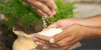 rice distribution