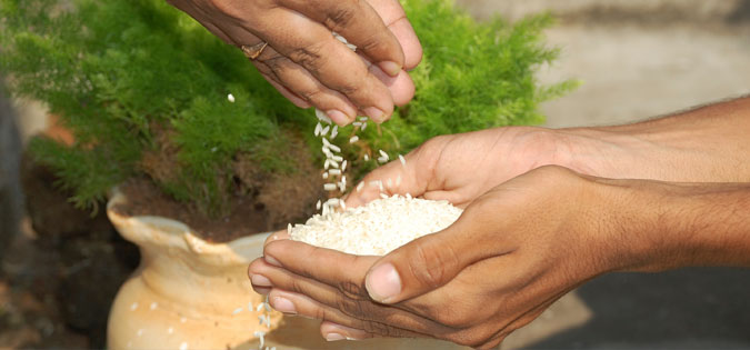 rice distribution