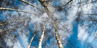 winter trees seen by looking up at sky