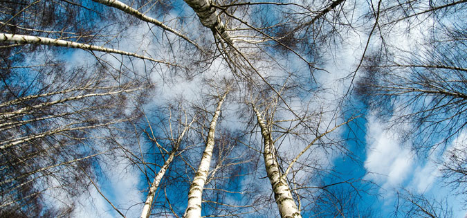 winter trees seen by looking up at sky