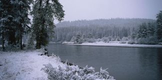 winter scene - gray