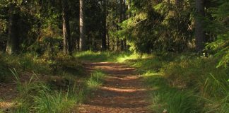 path through the woods