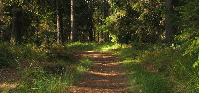 path through the woods