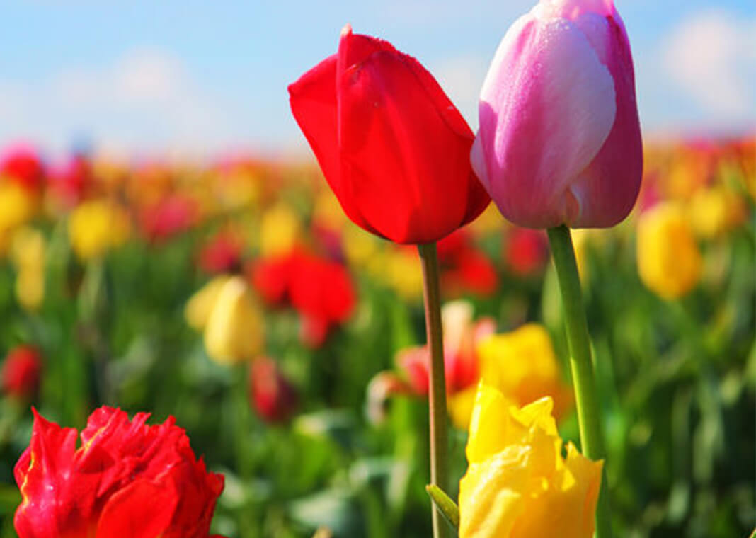 brightly colored tulips - scampdesigns/iStock/Getty Images